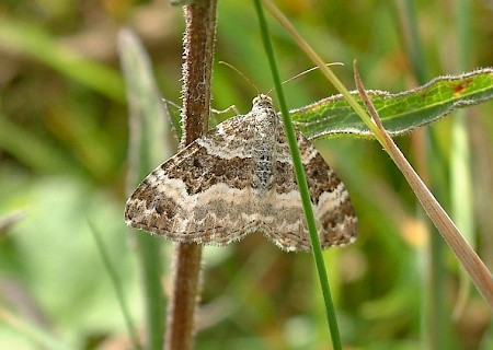 Common Carpet Epirrhoe alternata