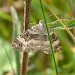 Adult • Kithurst Hill, W. Sussex • © Nick Greatorex-Davies