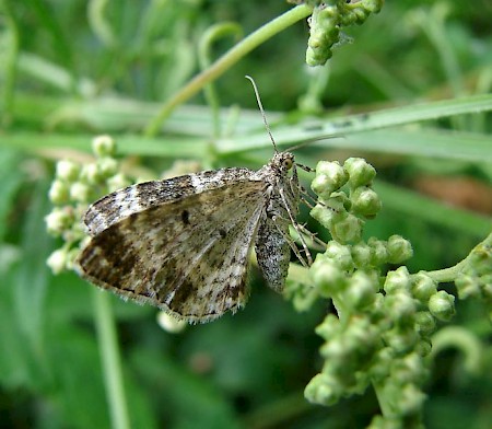 Common Carpet Epirrhoe alternata