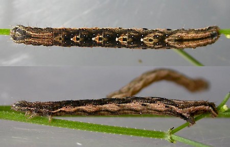 Common Carpet Epirrhoe alternata