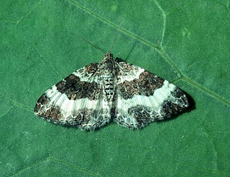 Wood Carpet Epirrhoe rivata