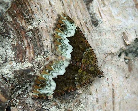 Cloaked Carpet Euphyia biangulata