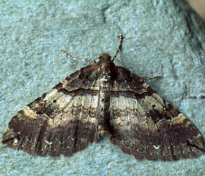 Adult • Littleborough, Lancs. • © Ian Kimber