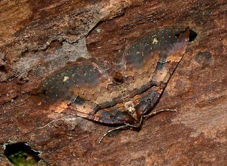 Shoulder Stripe Earophila badiata