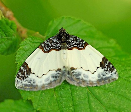 Adult • Martin Down, Wilts/Hants/Dorset border • © Mark Pike