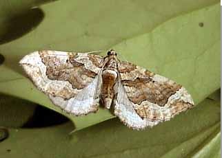 Dark Spinach Pelurga comitata