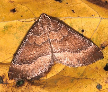 Adult • Hemingford Grey, Hunts. • © Nick Greatorex-Davies