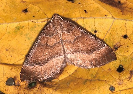 The Mallow Larentia clavaria