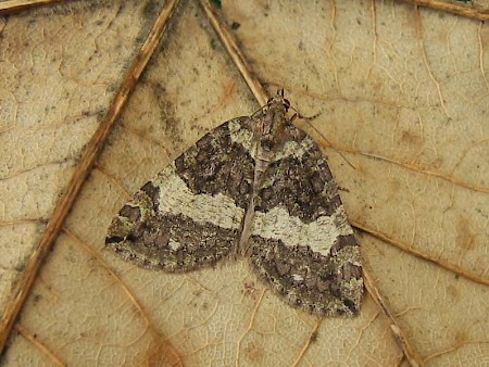 July Highflyer Hydriomena furcata