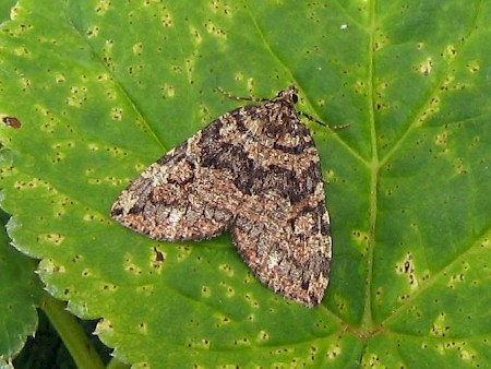 July Highflyer Hydriomena furcata