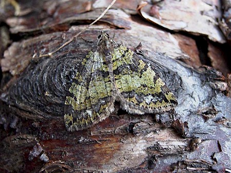 July Highflyer Hydriomena furcata