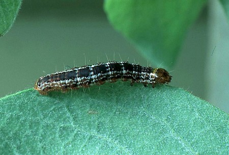 July Highflyer Hydriomena furcata