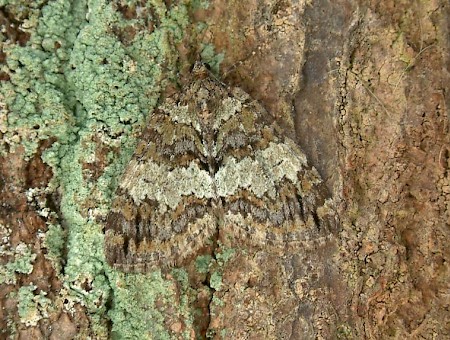 May Highflyer Hydriomena impluviata