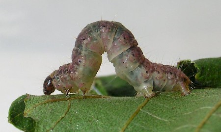 May Highflyer Hydriomena impluviata