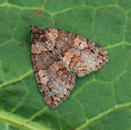 Ruddy Highflyer Hydriomena ruberata