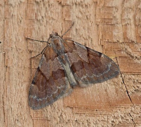 Pine Carpet Pennithera firmata