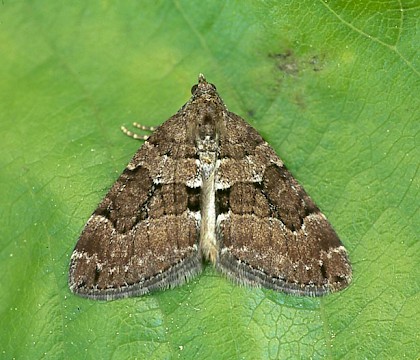 Adult • Scotland, ex. pupa • © Paul Harris