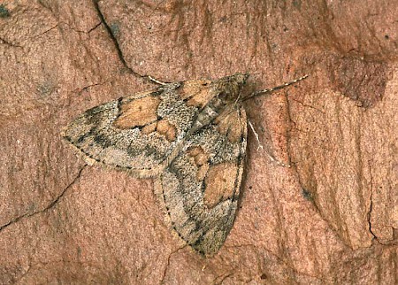 Grey Pine Carpet Thera obeliscata