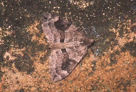 Grey Pine Carpet Thera obeliscata