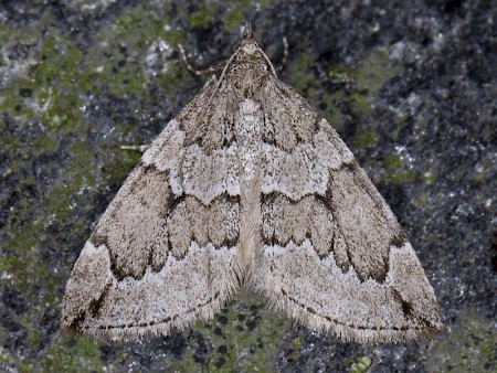 Juniper Carpet Thera juniperata