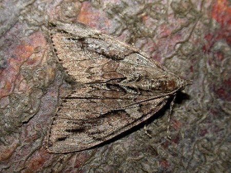 Cypress Carpet Thera cupressata