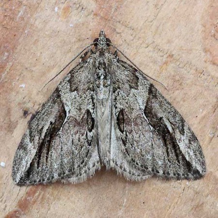 Cypress Carpet Thera cupressata