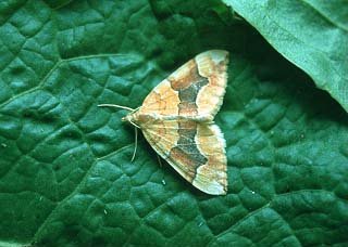 Barred Yellow Cidaria fulvata