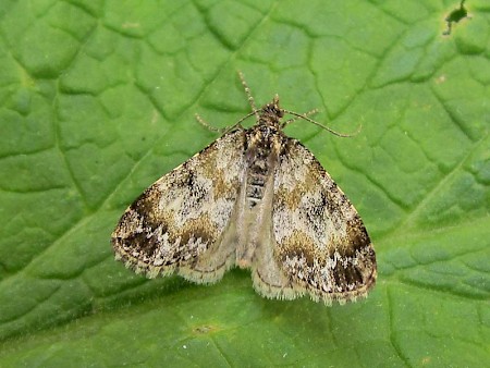 Broken-barred Carpet Electrophaes corylata