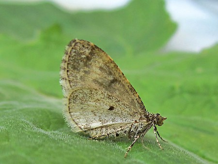 Broken-barred Carpet Electrophaes corylata