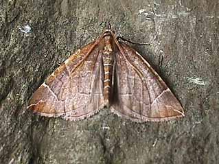 The Chevron Eulithis testata