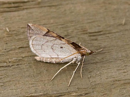 The Chevron Eulithis testata