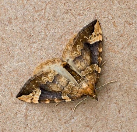 Northern Spinach Eulithis populata