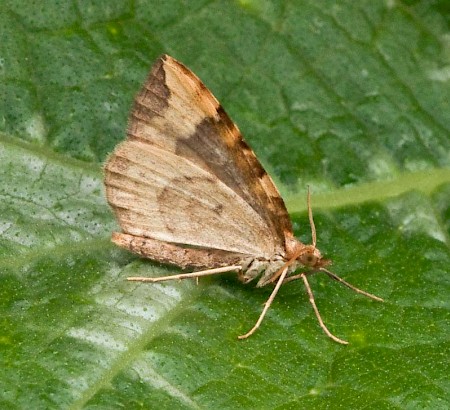 Northern Spinach Eulithis populata