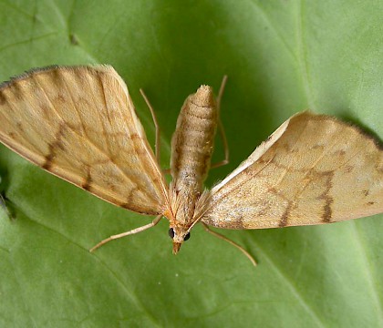 Adult • Ex. Larva, Chorlton, G. Manchester • © Ben Smart