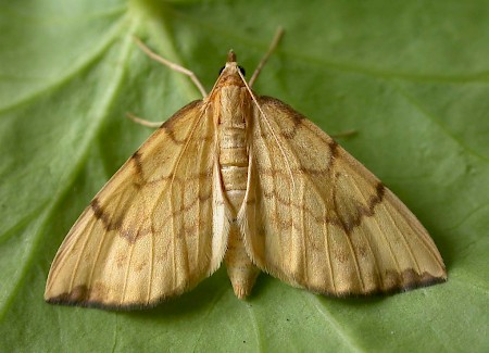 Barred Straw Gandaritis pyraliata