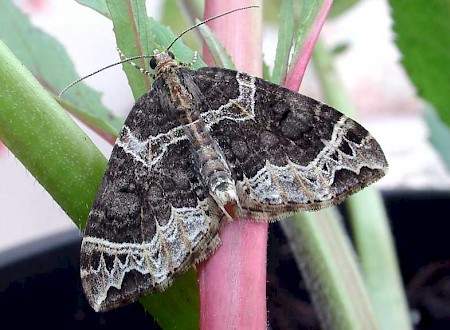 Small Phoenix Ecliptopera silaceata