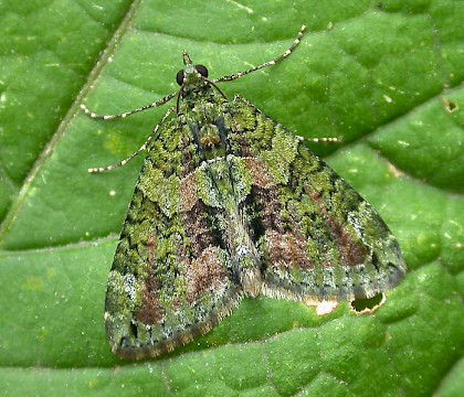 Adult • ex. Larva, Formby, Lancashire • © Ben Smart