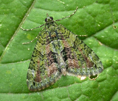 Red-green Carpet Chloroclysta siterata