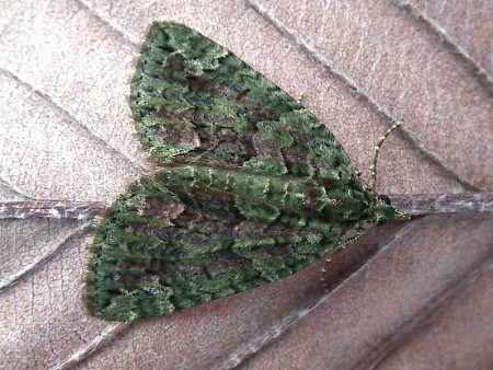 Red-green Carpet Chloroclysta siterata