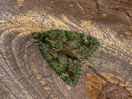 Red-green Carpet Chloroclysta siterata