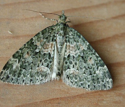 Adult • Littleborough, Lancs. • © Ian Kimber