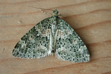 Autumn Green Carpet Chloroclysta miata