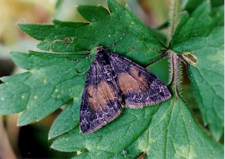 Common Marbled Carpet Dysstroma truncata