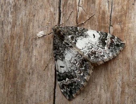 Common Marbled Carpet Dysstroma truncata