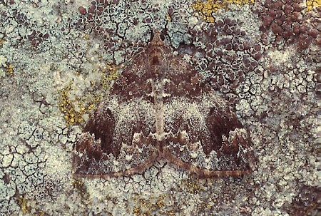 Common Marbled Carpet Dysstroma truncata