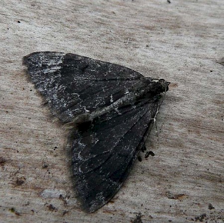 Common Marbled Carpet Dysstroma truncata