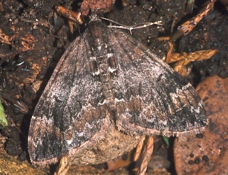 Common Marbled Carpet Dysstroma truncata