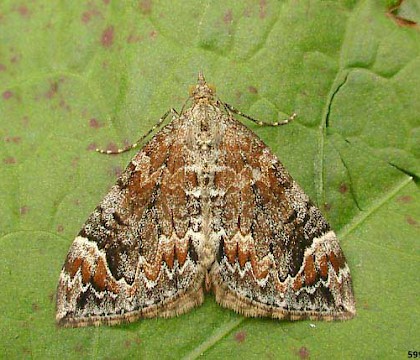 Adult • CairnCummer, Aberdeenshire • © Chris Harlow