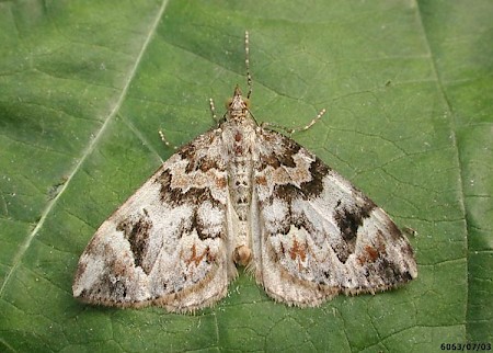 Dark Marbled Carpet Dysstroma citrata