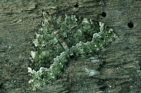 Beech-green Carpet Colostygia olivata